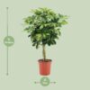 Schefflera Arboricola Gold Capella