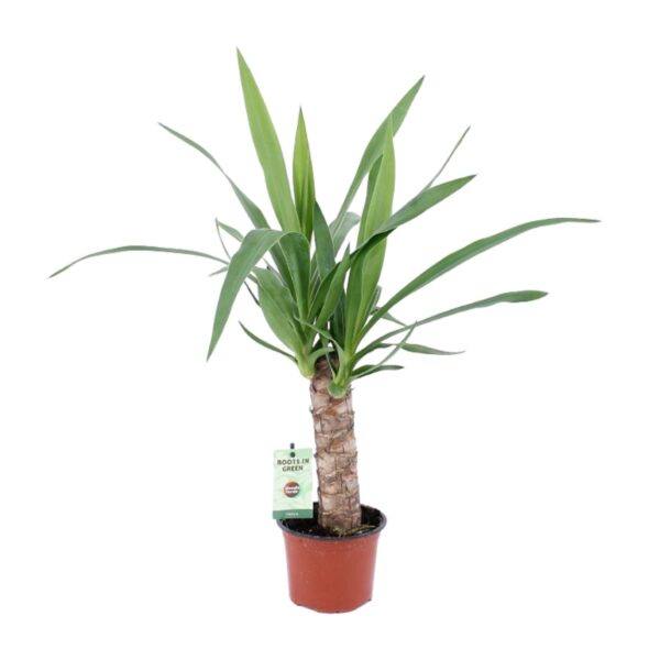 thumbnail_6000-11283.jpg Yucca