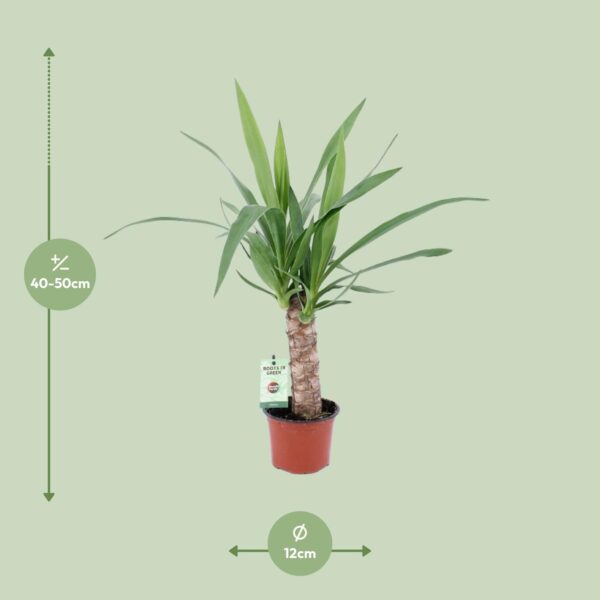 thumbnail_6000-11284.jpg Yucca