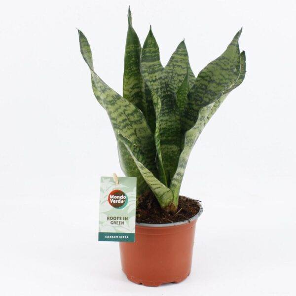 thumbnail_6000-11316.jpg Sansevieria Black Coral