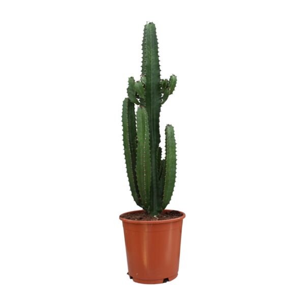 thumbnail_6000-11543.jpg Euphorbia Trigona Rubra