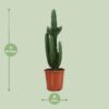 Euphorbia Trigona Rubra