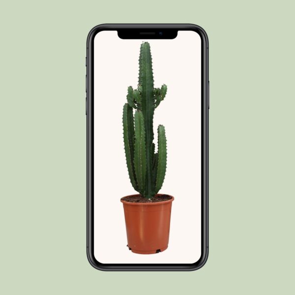 thumbnail_6000-11546.jpg Euphorbia Trigona Rubra