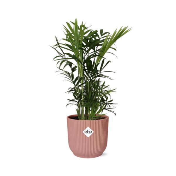 thumbnail_6000-11547.jpg Chamaedorea Elegans in ELHO Vibes Fold roze