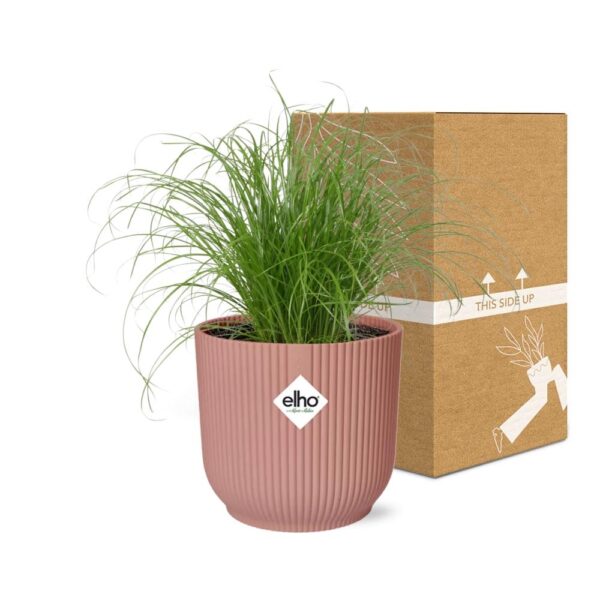 thumbnail_6000-11560.jpg Cyperus Alternifolius Zumula in ELHO Vibes Fold roze