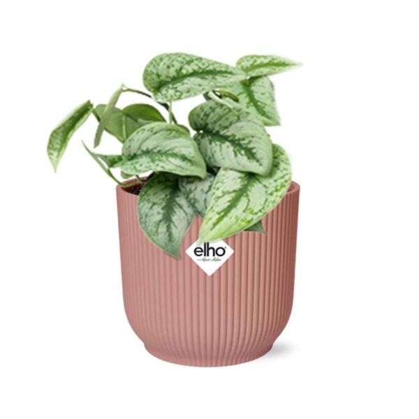thumbnail_6000-11582.jpg Scindapsus Pictus ‘Trebie’ in ELHO Vibes Fold roze