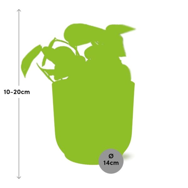 thumbnail_6000-11583.jpg Scindapsus Pictus ‘Trebie’ in ELHO Vibes Fold roze
