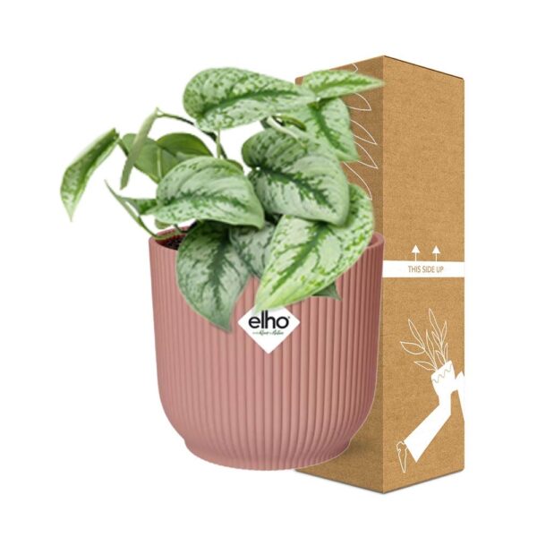 thumbnail_6000-11584.jpg Scindapsus Pictus ‘Trebie’ in ELHO Vibes Fold roze