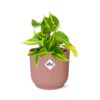 Philodendron Scandens ‘Brasil’ in ELHO Vibes Fold roze