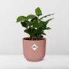 Coffea Arabica in ELHO Vibes Fold roze