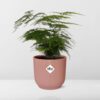 Asparagus Setaceus ‘Plumosus’ in ELHO Vibes Fold roze