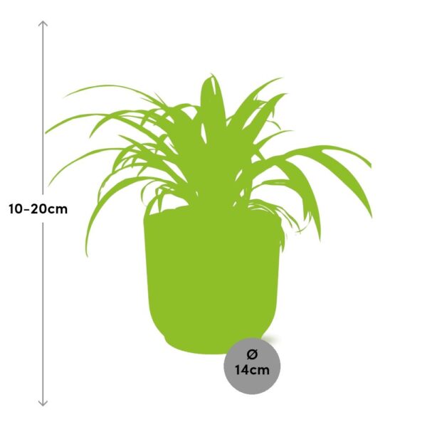 thumbnail_6000-11673.jpg Chlorophytum Comosum Variegatum in ELHO Vibes Fold roze