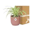 Chlorophytum Comosum Variegatum in ELHO Vibes Fold roze