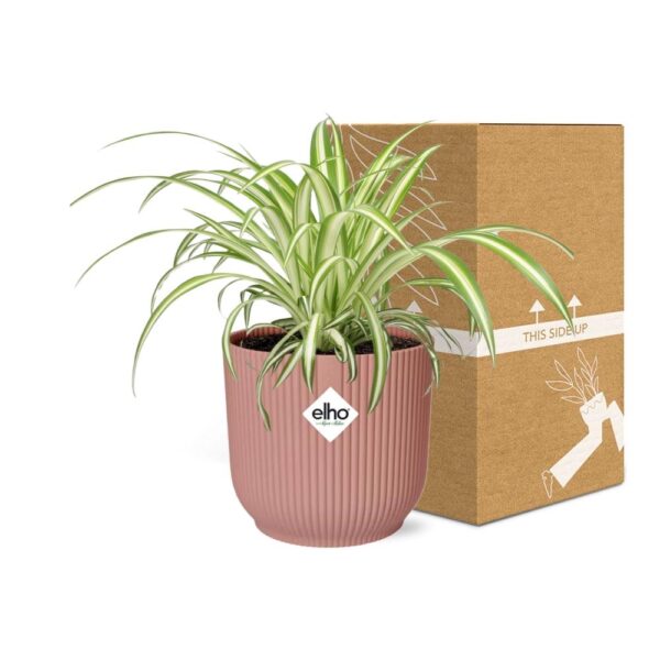 thumbnail_6000-11675.jpg Chlorophytum Comosum Variegatum in ELHO Vibes Fold roze