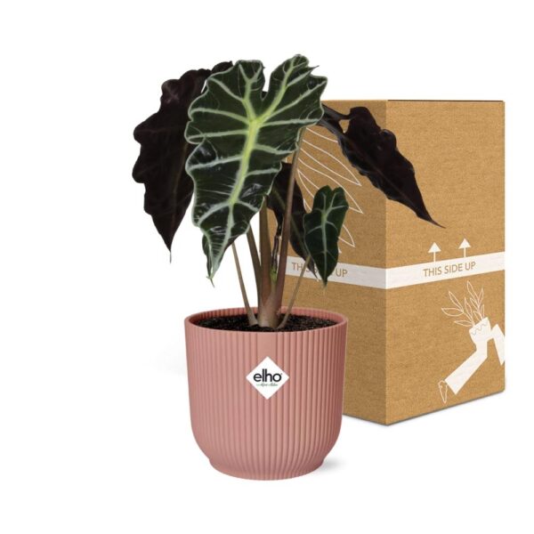 thumbnail_6000-11685.jpg Alocasia ‘Polly’ in ELHO Vibes Fold roze