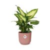 Dieffenbachia ‘Camilla’ in ELHO Vibes Fold roze