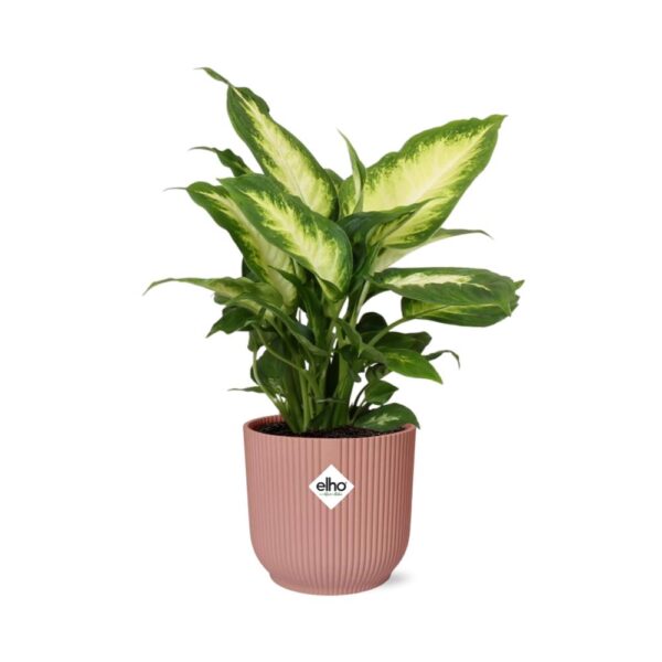 thumbnail_6000-11712.jpg Dieffenbachia ‘Camilla’ in ELHO Vibes Fold roze