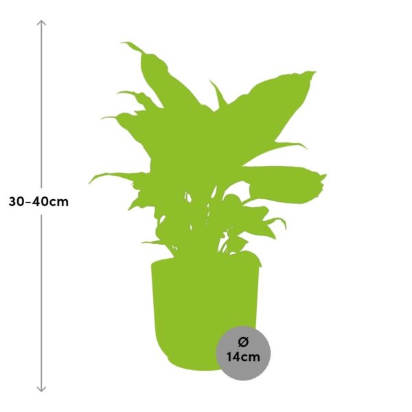 thumbnail_6000-11713.jpg Dieffenbachia ‘Camilla’ in ELHO Vibes Fold roze