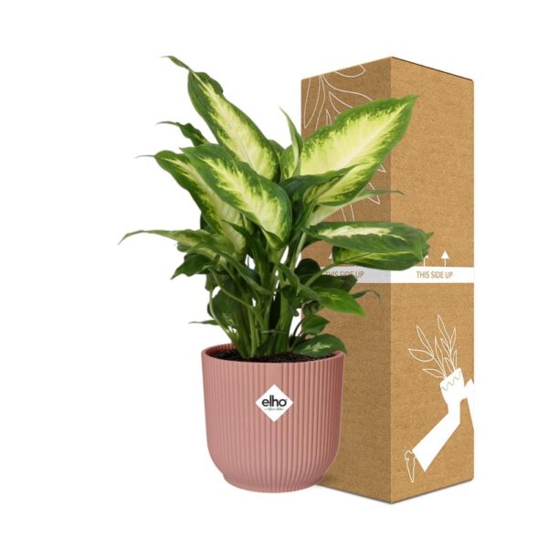 thumbnail_6000-11714.jpg Dieffenbachia ‘Camilla’ in ELHO Vibes Fold roze