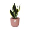 Sansevieria Futura Superba in ELHO Vibes Fold roze