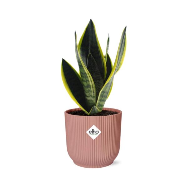 thumbnail_6000-11742.jpg Sansevieria Futura Superba in ELHO Vibes Fold roze