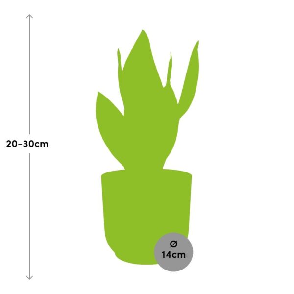 thumbnail_6000-11743.jpg Sansevieria Futura Superba in ELHO Vibes Fold roze