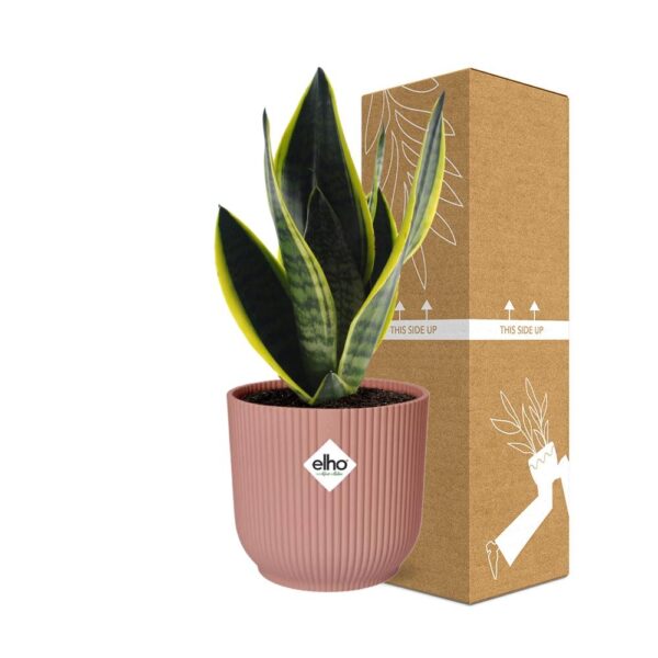 thumbnail_6000-11744.jpg Sansevieria Futura Superba in ELHO Vibes Fold roze