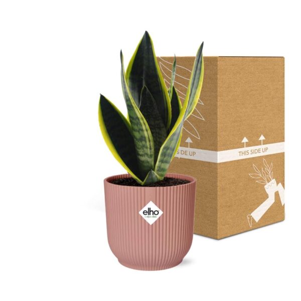 thumbnail_6000-11745.jpg Sansevieria Futura Superba in ELHO Vibes Fold roze