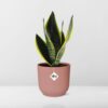 Sansevieria Futura Superba in ELHO Vibes Fold roze