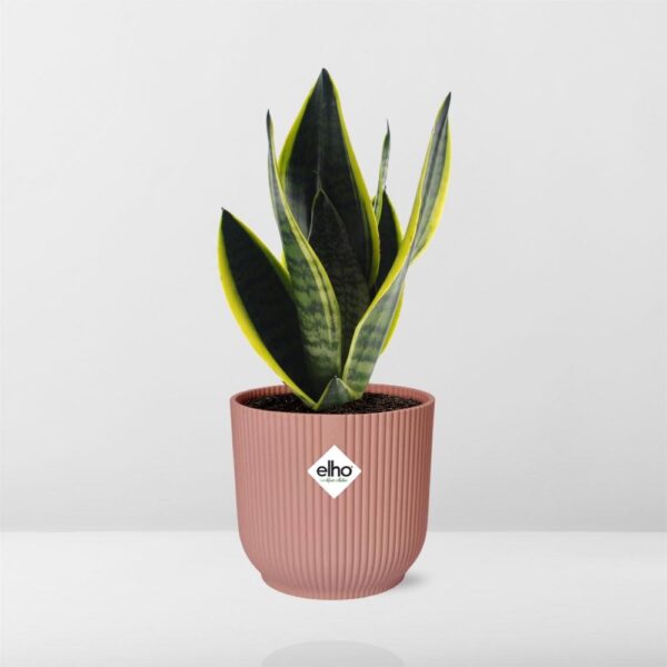 thumbnail_6000-11746.jpg Sansevieria Futura Superba in ELHO Vibes Fold roze