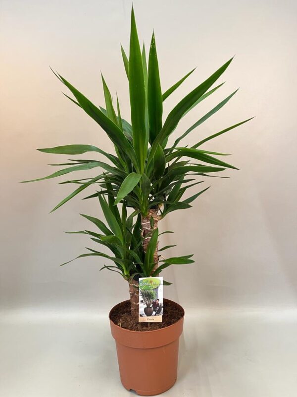 thumbnail_6000-11765.jpg Yucca 2 stammen