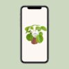 Pilea Peperomioides