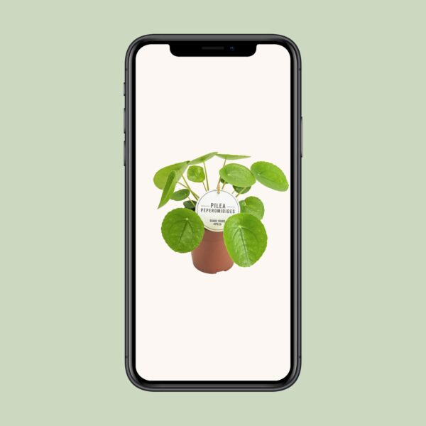 thumbnail_6000-11856.jpg Pilea Peperomioides