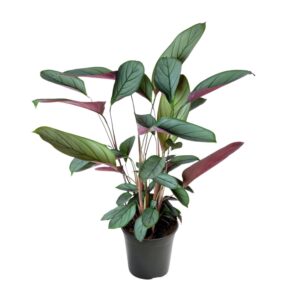thumbnail_6000-11914.jpg Ctenanthe Setosa