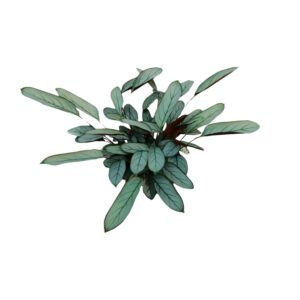 thumbnail_6000-11918.jpg Ctenanthe Oppenheimiana