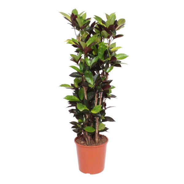 thumbnail_6000-11952.jpg Codiaeum Iceton (Croton Iceton)