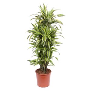 thumbnail_6000-11966.jpg Dracaena Lemon Lime