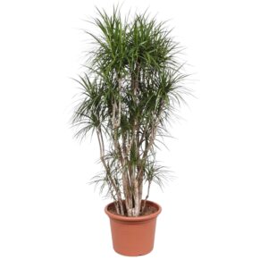 thumbnail_6000-11968.jpg Dracaena Marginata vertakt