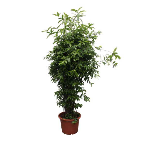 thumbnail_6000-11974.jpg Dracaena Surculosa