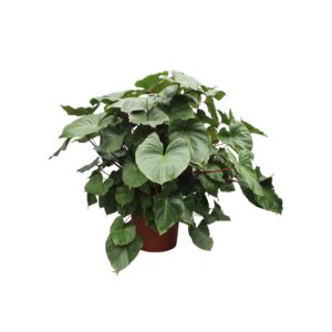 thumbnail_6000-12017.jpg Homalomena Rubescens Maggy