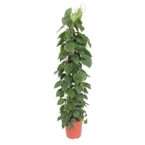 thumbnail_6000-12034.jpg Philodendron Scandens gaasrek