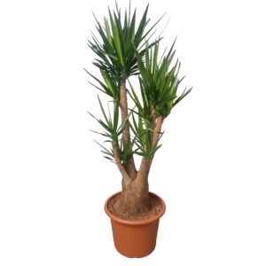thumbnail_6000-12066.jpg Yucca Elephantipes vertakt