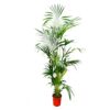 Kentia Palm