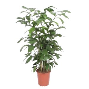 thumbnail_6000-12091.jpg Caryota Mitis