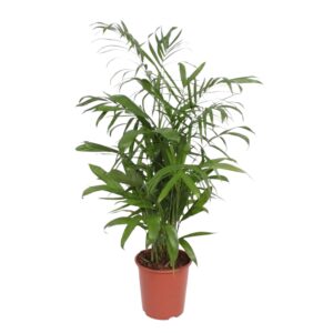 thumbnail_6000-12092.jpg Chamaedorea Seifrizii