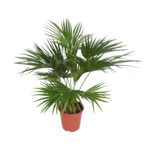 thumbnail_6000-12105.jpg Livistona Chinensis