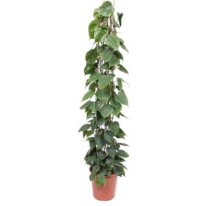 thumbnail_6000-12107.jpg Philodendron Scandens gaasrek