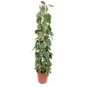 thumbnail_6000-12108.jpg Philodendron Scandens Brasil gaasrek