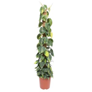 thumbnail_6000-12109.jpg Philodendron Scandens Brasil mosstok