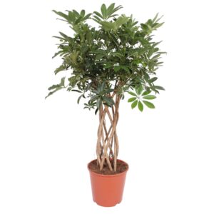 thumbnail_6000-12111.jpg Schefflera Arboricola Compacta gevlochten stam